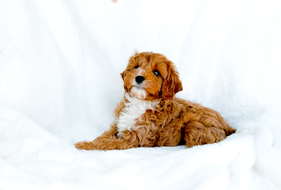 Cute Cavapoo Poodle Mix Pup