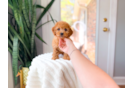 Cavapoo Pup Being Cute