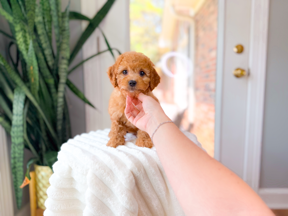 Cavapoo Pup Being Cute