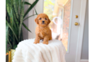 Cavapoo Puppy for Adoption