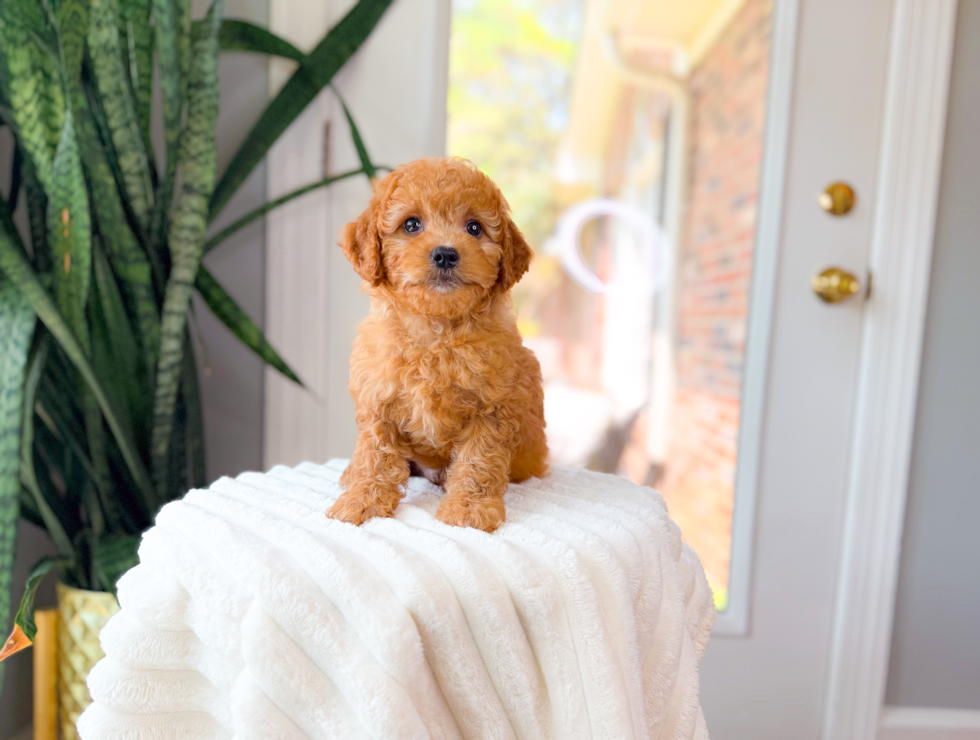 Cavapoo Puppy for Adoption