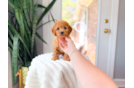 Cute Cavoodle Poodle Mix Puppy