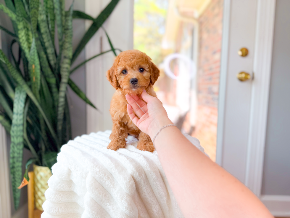 Cute Cavoodle Poodle Mix Puppy