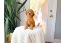 Cute Cavapoo Baby