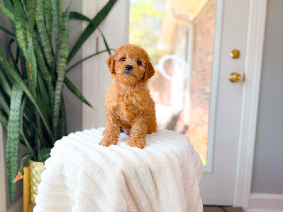 Cute Cavapoo Baby