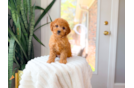 Cute Cavapoo Poodle Mix Pup