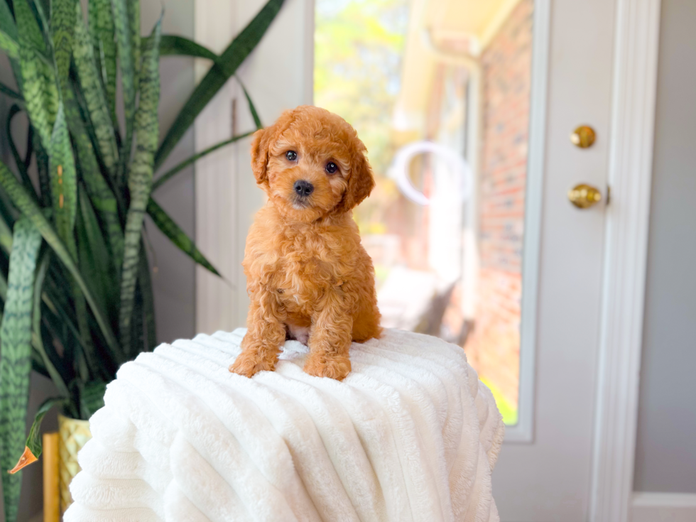 Cute Cavapoo Poodle Mix Pup