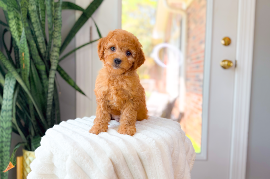 Cute Cavapoo Poodle Mix Pup