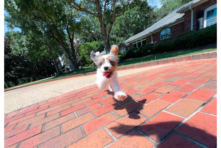 Cavapoo Puppy for Adoption