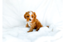 Best Cavapoo Baby