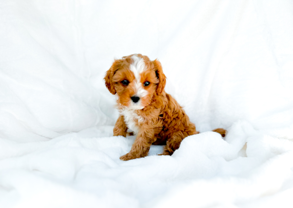 Best Cavapoo Baby