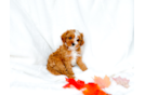 Cavapoo Pup Being Cute