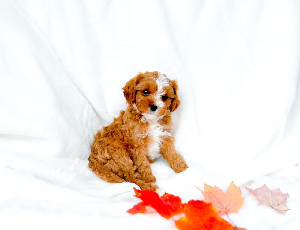 Cavapoo Pup Being Cute