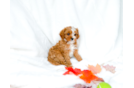 Cavapoo Puppy for Adoption