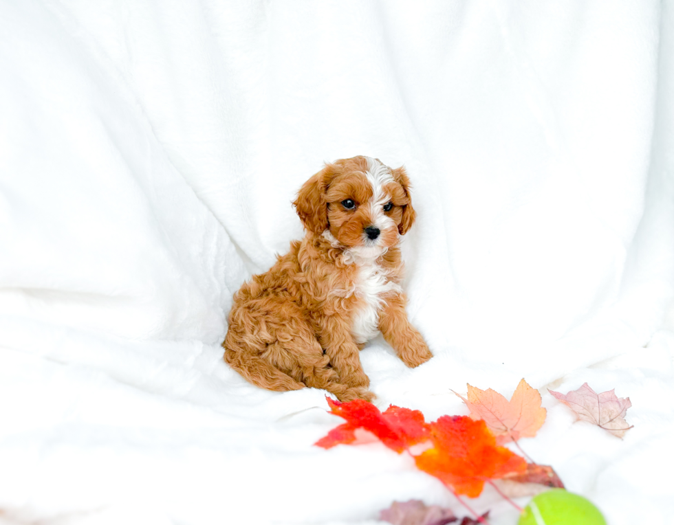 Cavapoo Puppy for Adoption