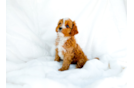 Best Cavapoo Baby