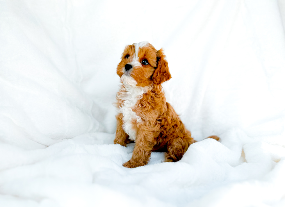 Best Cavapoo Baby