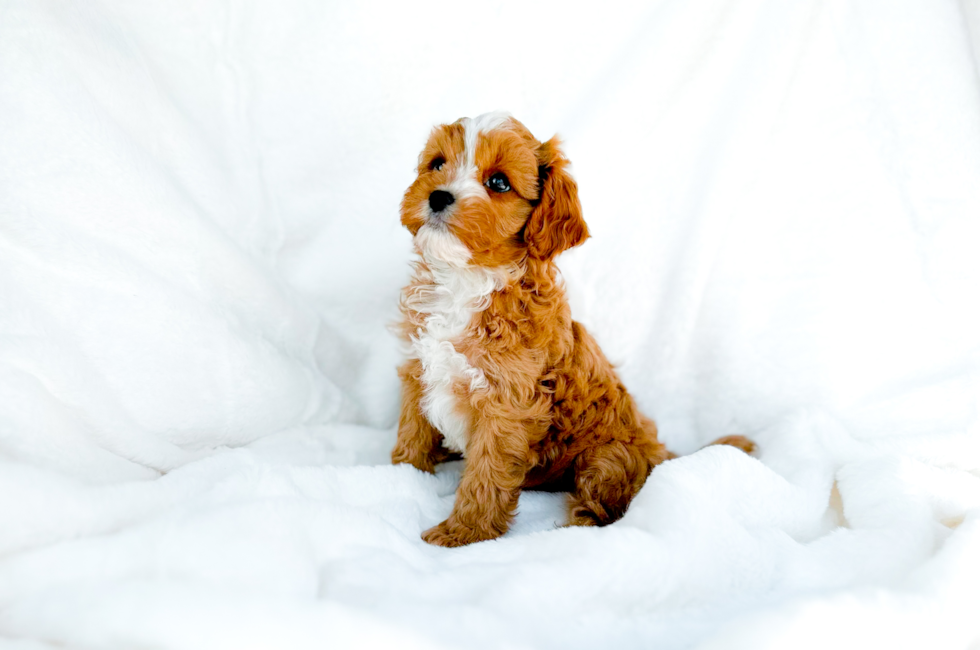 8 week old Cavapoo Puppy For Sale - Simply Southern Pups