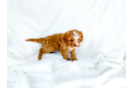 Cute Cavipoo Poodle Mix Puppy