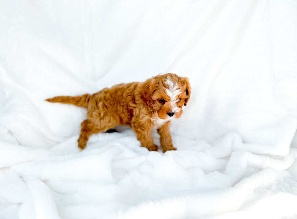 Cute Cavipoo Poodle Mix Puppy