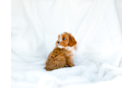 Cavapoo Pup Being Cute