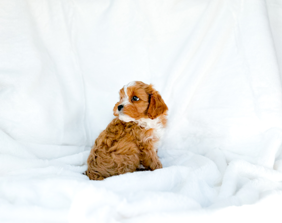 Cavapoo Pup Being Cute