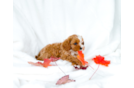 Cavapoo Pup Being Cute