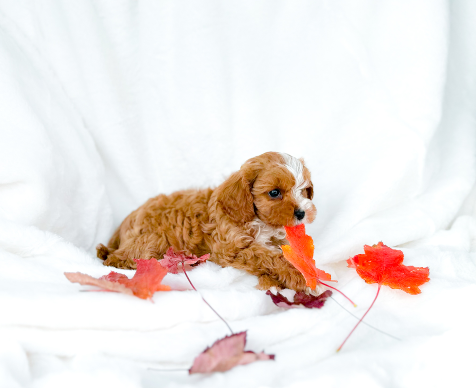 Cavapoo Pup Being Cute