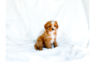 Cute Cavapoo Baby