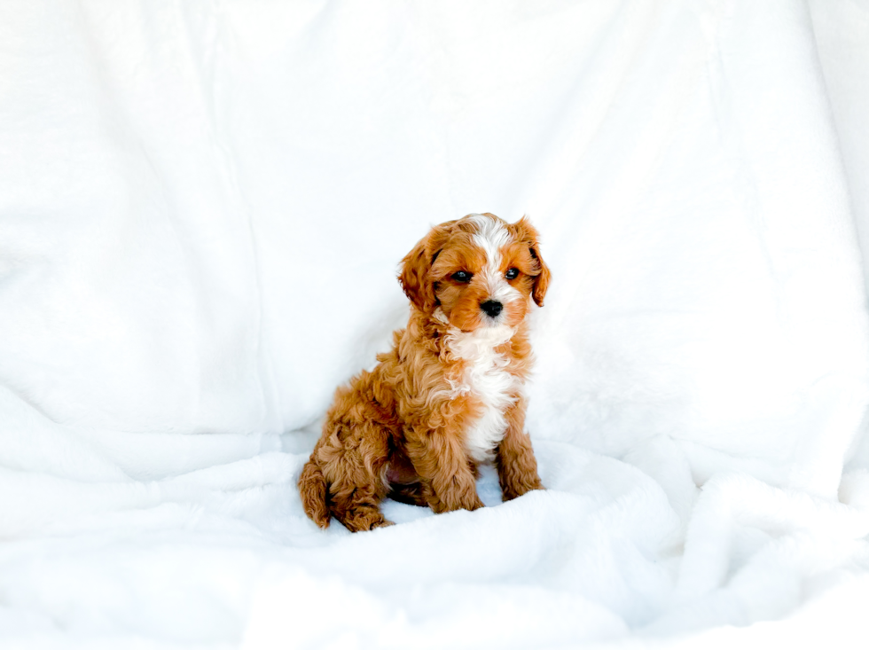 Cute Cavapoo Baby