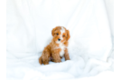 Cute Cavipoo Poodle Mix Puppy