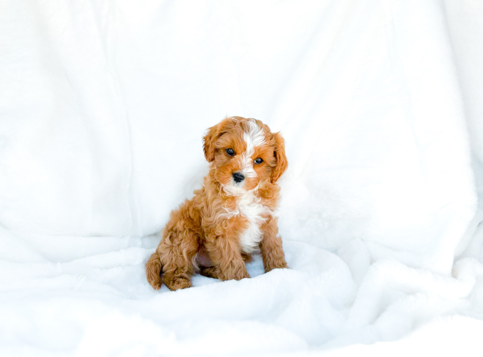 Cute Cavipoo Poodle Mix Puppy