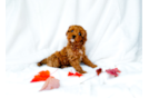 Cute Cavapoo Baby