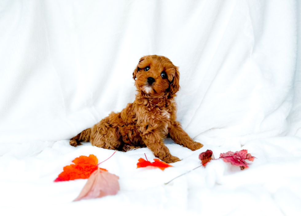 Cute Cavapoo Baby