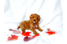 Best Cavapoo Baby