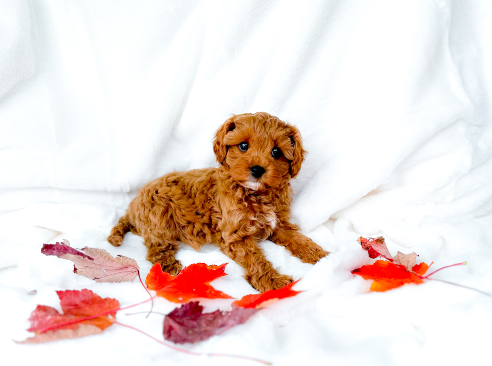 Best Cavapoo Baby