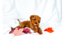 Cute Cavapoo Baby