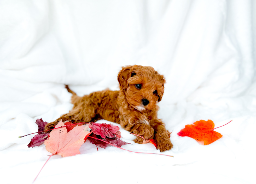 Cute Cavapoo Baby