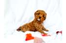 Best Cavapoo Baby