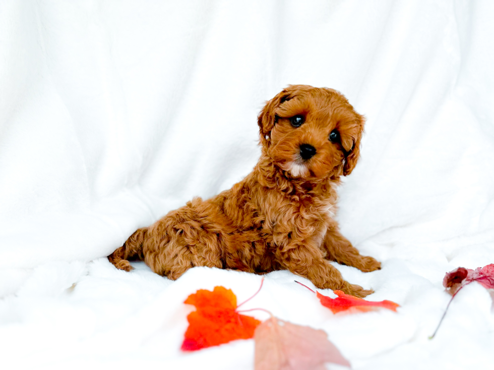 Best Cavapoo Baby