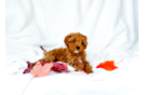 Cute Cavapoo Poodle Mix Pup