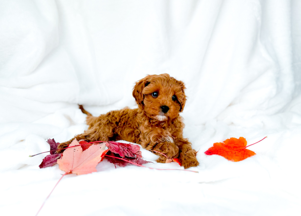 Cute Cavapoo Poodle Mix Pup