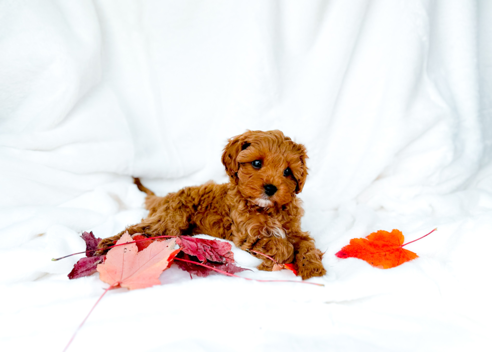 Cavapoo Pup Being Cute