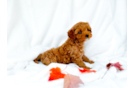 Best Cavapoo Baby