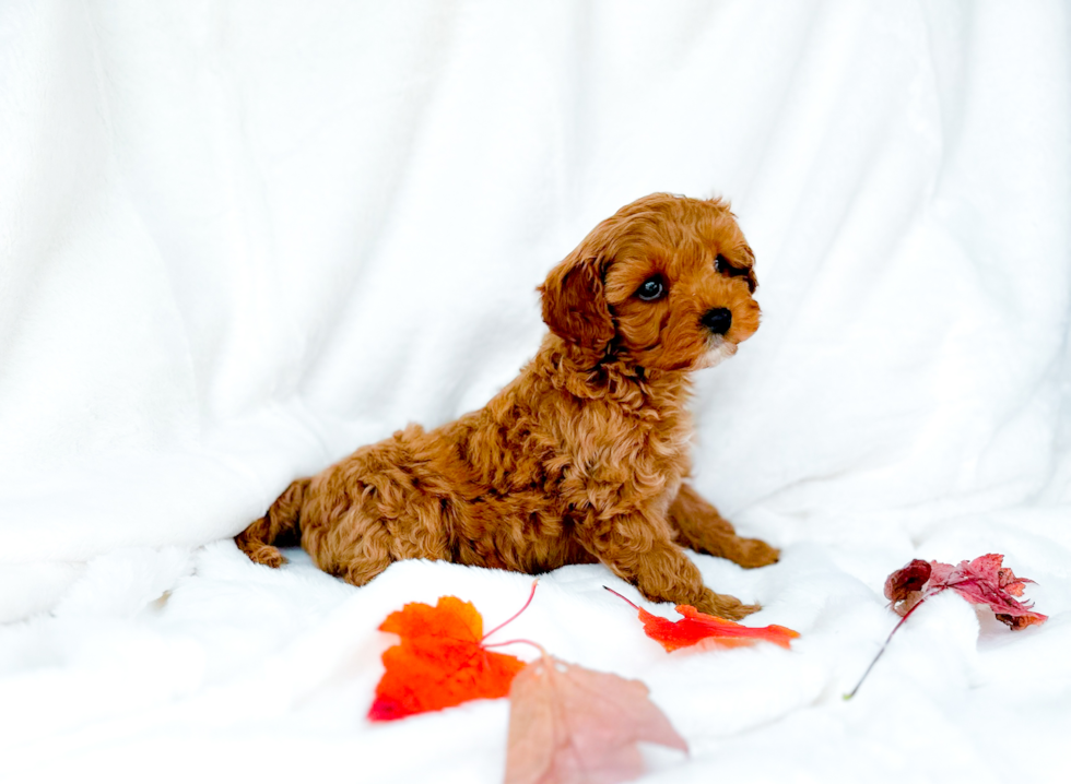 Best Cavapoo Baby