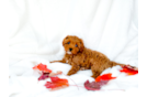 Best Cavapoo Baby