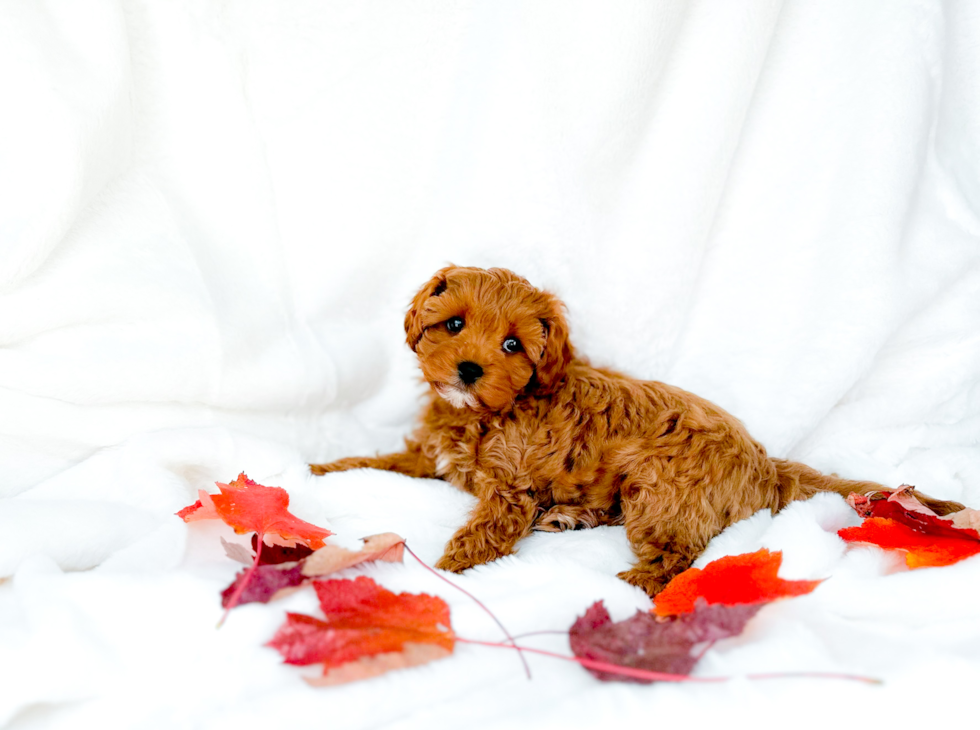 Best Cavapoo Baby