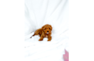 Best Cavapoo Baby