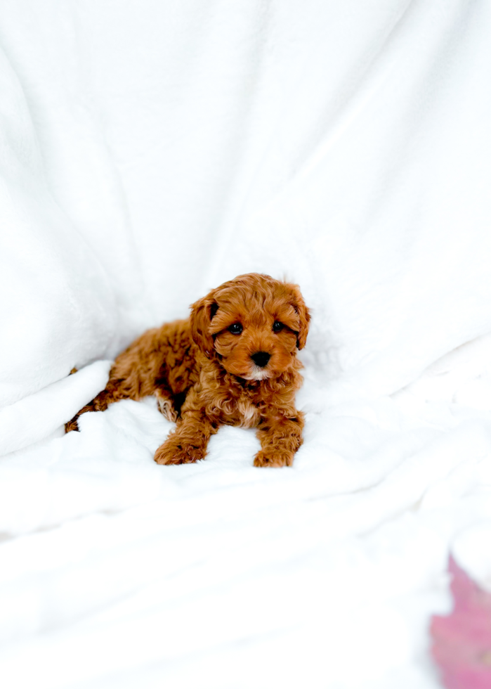 Best Cavapoo Baby