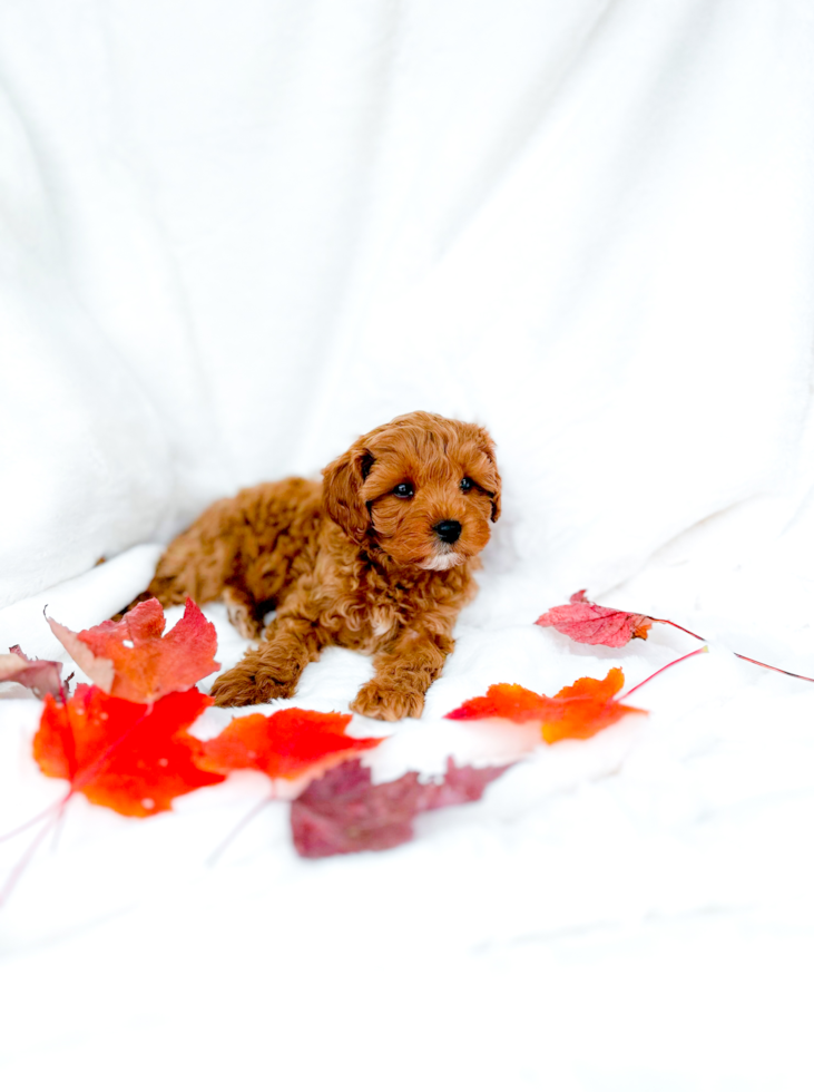 Cute Cavapoo Poodle Mix Pup